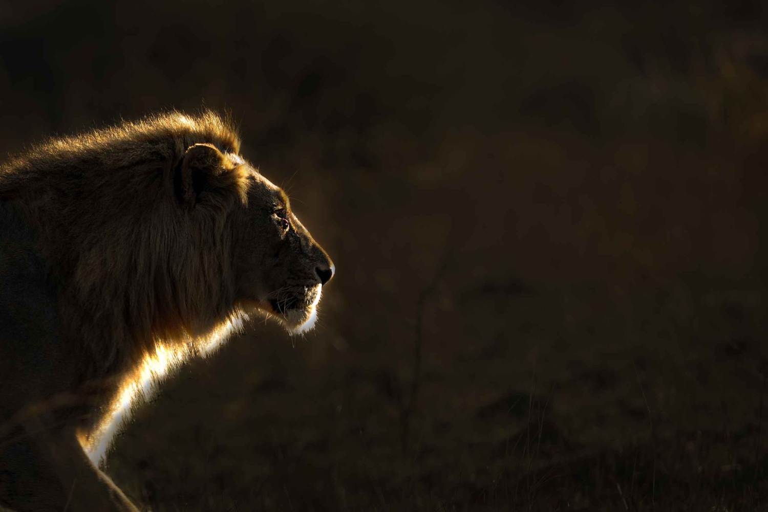 Safari Pilanesberg Prestige