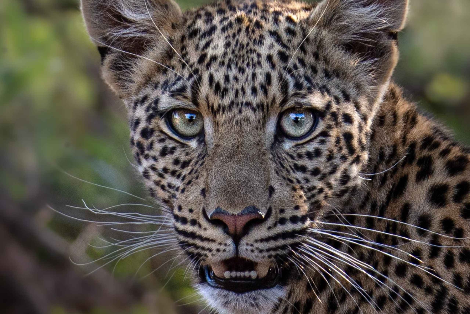 Safari Pilanesberg Prestige