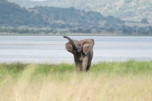 Safari Pilanesberg Prestige