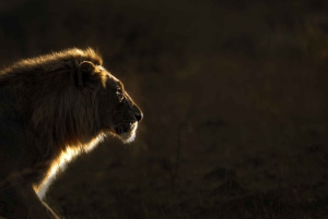 Safari Pilanesberg Prestige