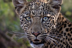 Safari Pilanesberg Prestige