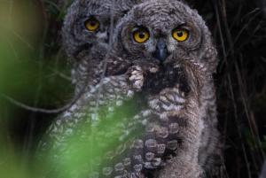 Safari Pilanesberg Prestige