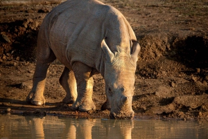 Safari Pilanesberg Prestige