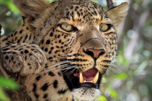 Safari Pilanesberg Prestige