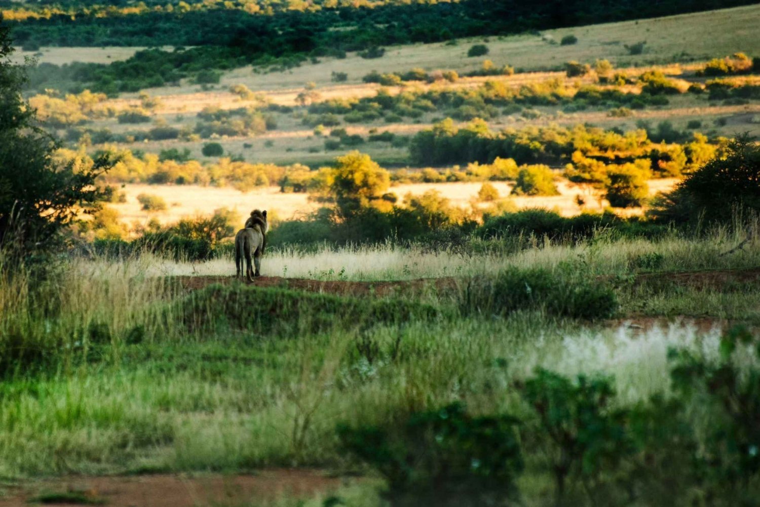 Pilanesberg Tour Big 5 hunt