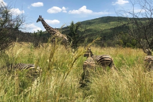 Safári pela vida selvagem em Pilanesberg saindo de Joanesburgo