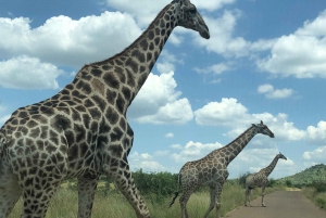 Pilanesberg Wildlife Safari from Johannesburg