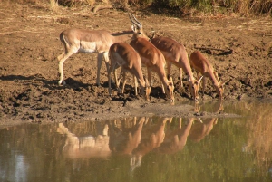 Safari por la naturaleza en Pilanesberg desde Johannesburgo