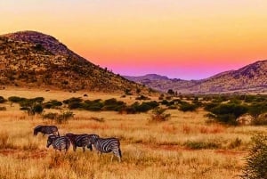 Excursión al Parque Nacional de Pilanesburgo