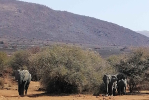 CAŁODNIOWE SAFARI W PILANESSBURGU