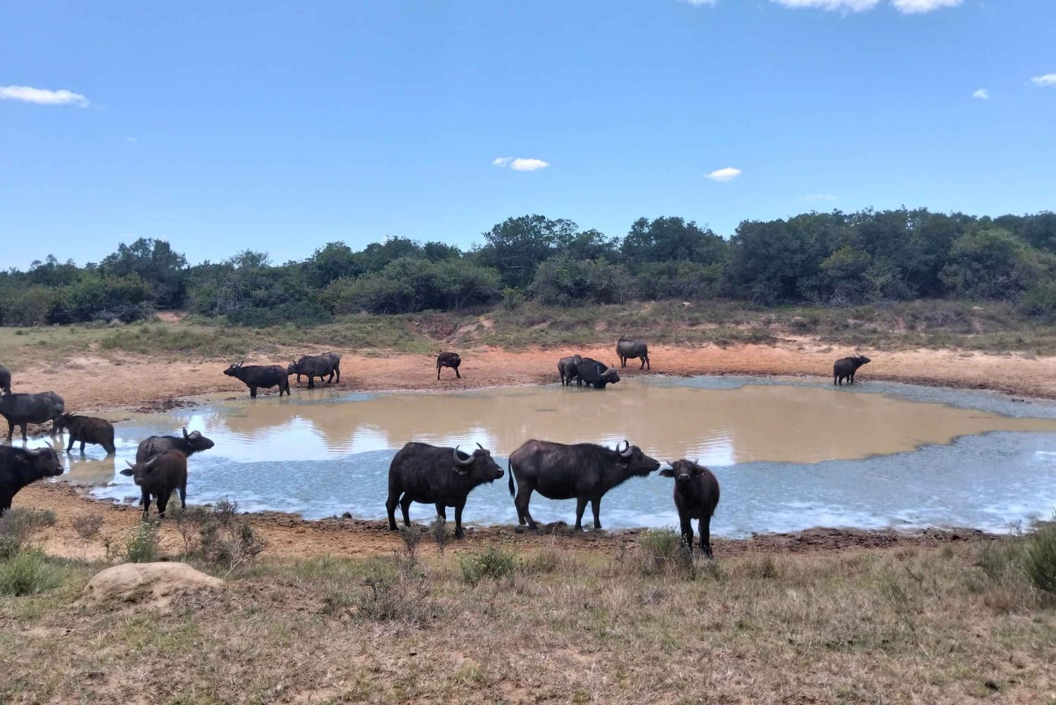 Port Elizabeth: 11-daagse safari- en cultuurreis naar Joburg