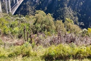 Port Elizabeth: Safari de 11 dias e visita cultural a Joanesburgo