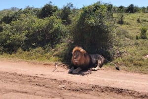 Port Elizabeth: Safari de 11 dias e visita cultural a Joanesburgo