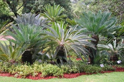 are dogs allowed at the pretoria botanical gardens