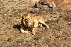 Excursão na Cidade de Pretória e Lion Park