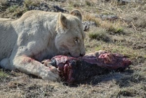 Pretoria : Visite de la ville de Pretoria et du parc des lions