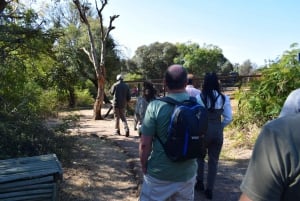 Privato Da Johannesburg: 2 ore di interazione con gli elefanti