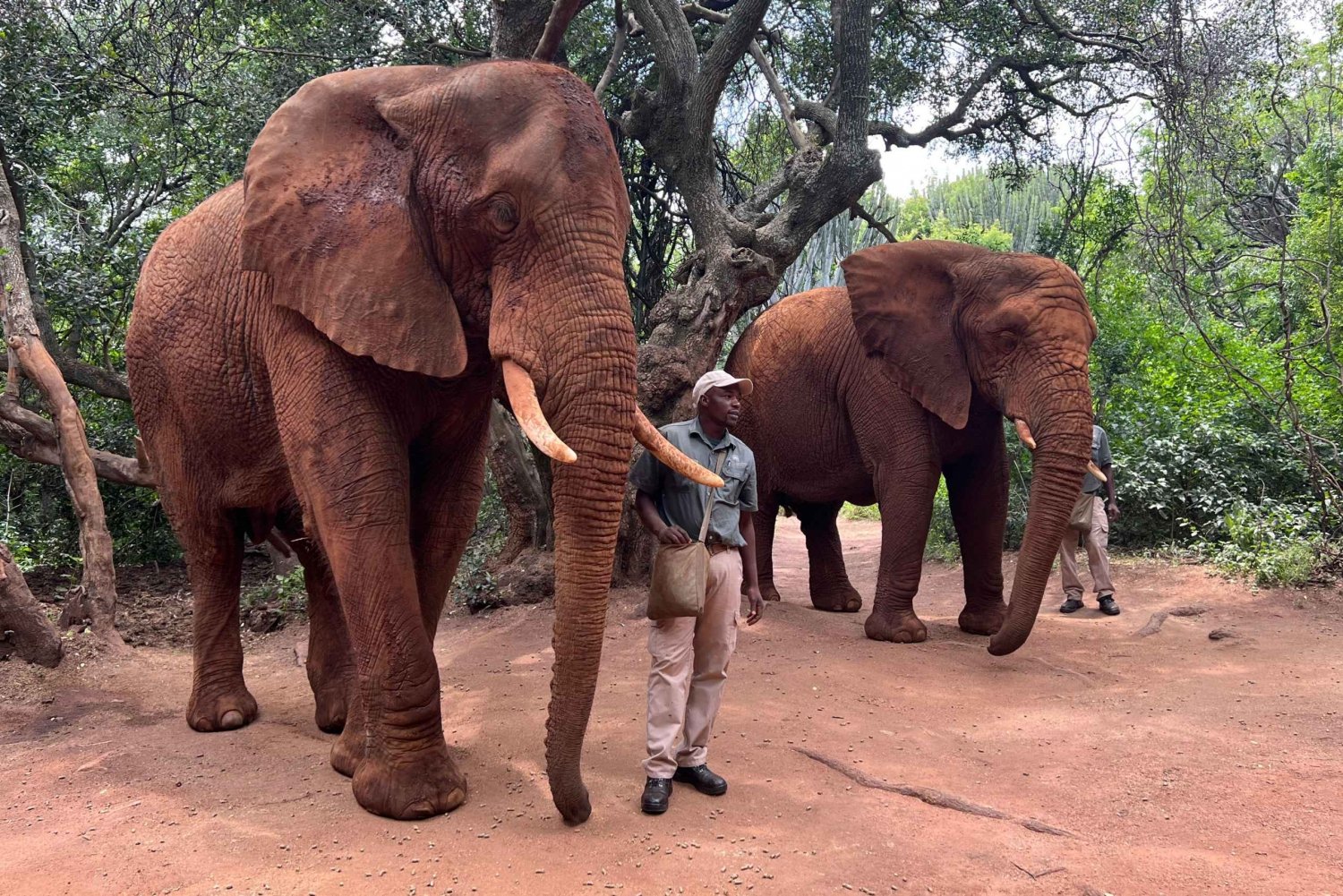Private Johannesburg Elephant & Monkey Sanctuary Half Day