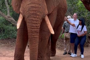 Private Johannesburg Elephant & Monkey Sanctuary Half Day