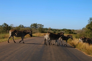 Private Kruger national park tour