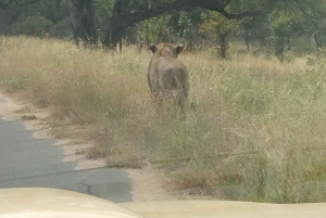 Private Kruger national park tour