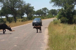 Private Kruger national park tour