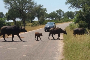 Private Kruger national park tour