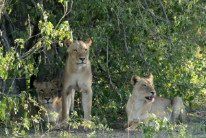 Private Kruger national park tour