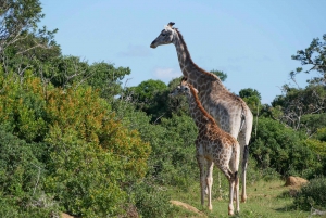 Private Kruger national park tour