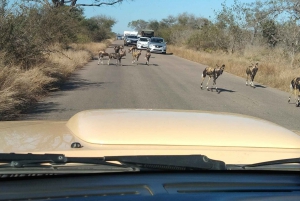 Private Kruger national park tour