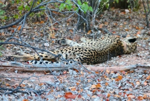 Private Kruger national park tour