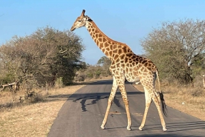 Private Kruger national park tour