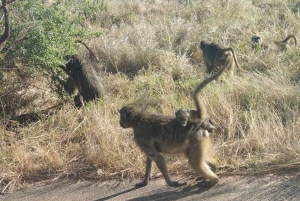 Private Kruger national park tour