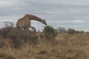 Private Kruger national park tour