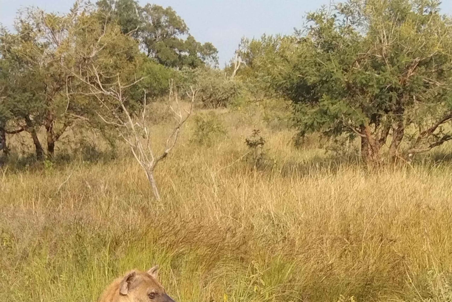 Prywatna wycieczka po parku Krugera i trasie panoramicznej