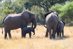 Prywatna wycieczka po parku Krugera i trasie panoramicznej