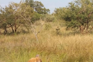 Prywatna wycieczka po parku Krugera i trasie panoramicznej