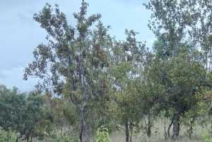 Prywatna wycieczka po parku Krugera i trasie panoramicznej