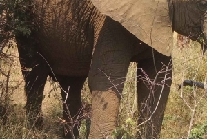 Prywatna wycieczka po parku Krugera i trasie panoramicznej