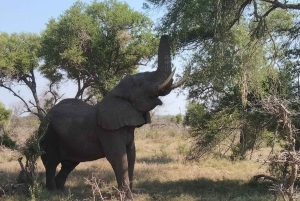 Prywatna wycieczka po parku Krugera i trasie panoramicznej