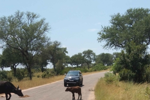 Prywatna wycieczka po parku Krugera i trasie panoramicznej