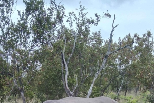 Prywatna wycieczka po parku Krugera i trasie panoramicznej