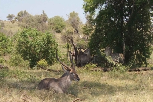 Prywatna wycieczka po parku Krugera i trasie panoramicznej
