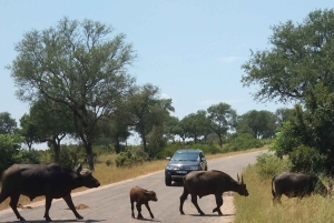 Prywatna wycieczka po parku Krugera i trasie panoramicznej
