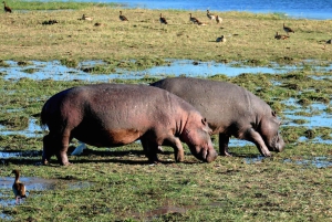 Prywatna wycieczka po parku Krugera i trasie panoramicznej