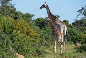 Prywatna wycieczka po parku Krugera i trasie panoramicznej