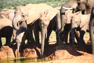 Prywatna wycieczka po parku Krugera i trasie panoramicznej