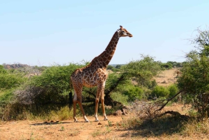 Prywatna wycieczka po parku Krugera i trasie panoramicznej
