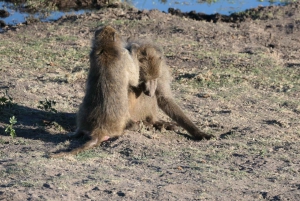 Prywatna wycieczka po parku Krugera i trasie panoramicznej