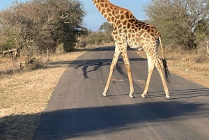 Prywatna wycieczka po parku Krugera i trasie panoramicznej